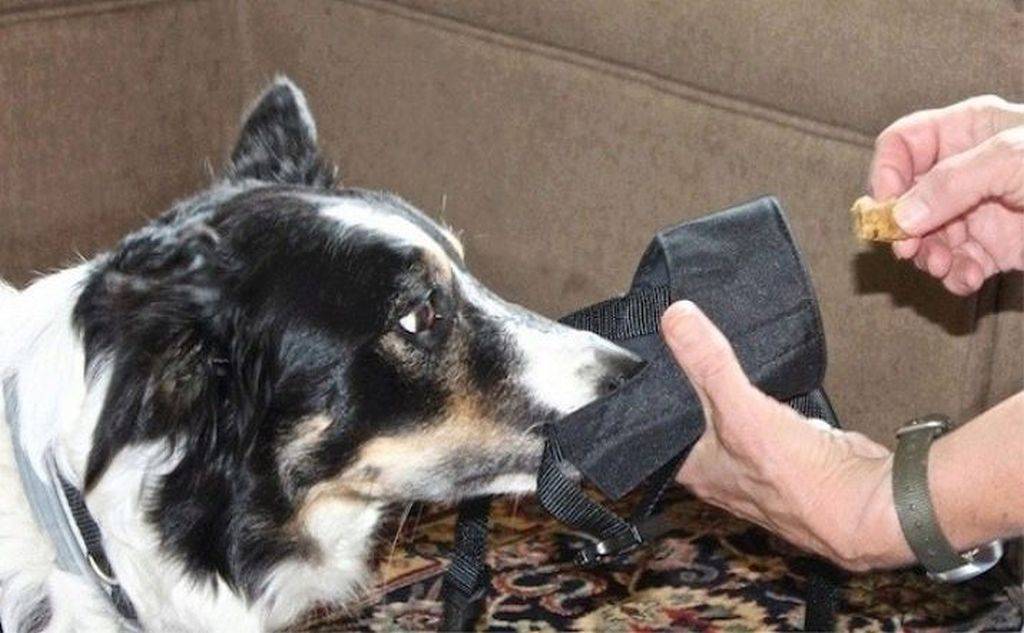 Как приучить собаку к наморднику