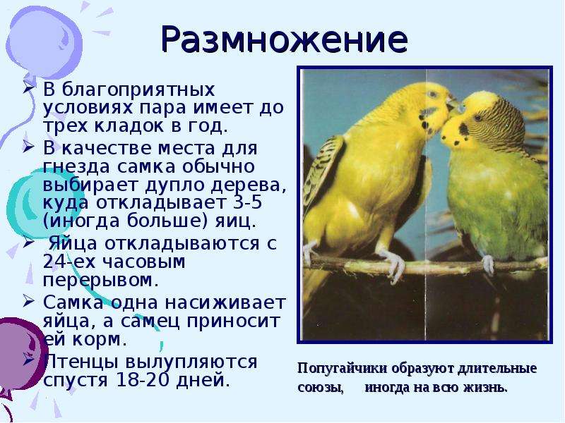 13 интересных фактов про попугаев