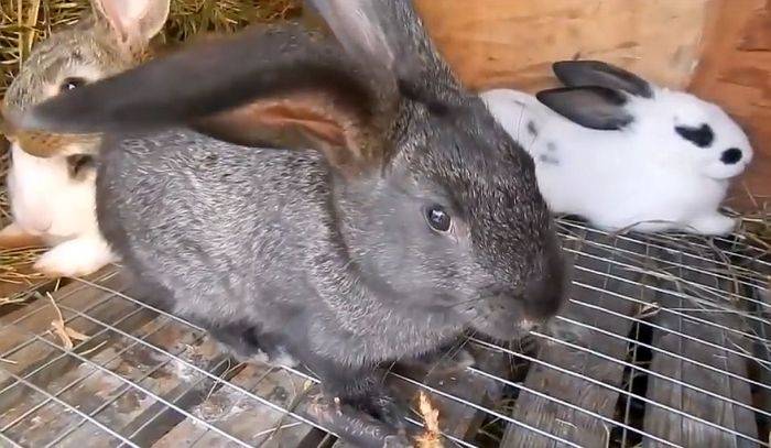 Понос у кроликов: причина и лечение