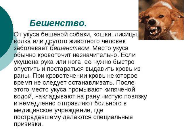Если укусила собака к какому врачу идти — сайт эксперта по животным — howmeow