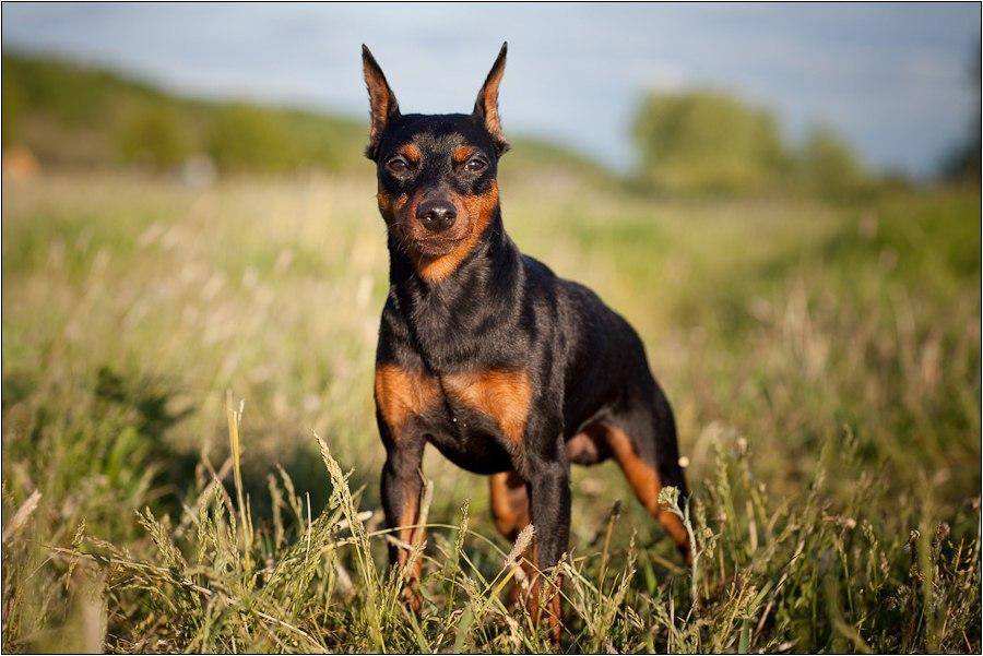 Мини-доберман цвергпинчер: как выглядит карликовый питомец на фото, описание породы маленькой собаки и сколько стоит