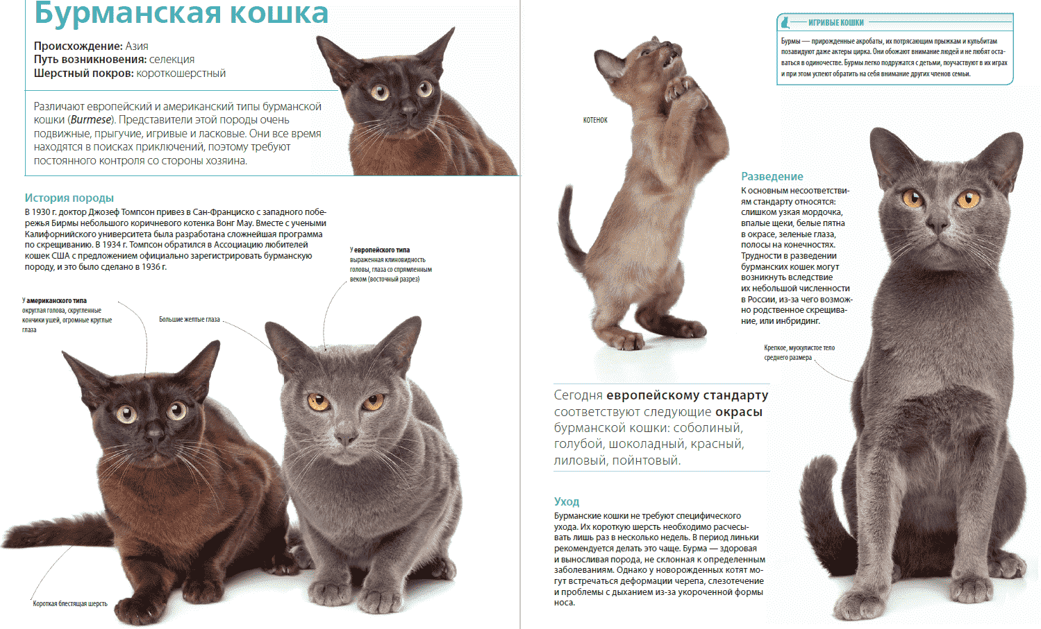 Характеристика породы и описание характера бурманской кошки