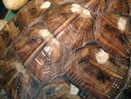 Грибок у сухопутных черепах (микоз) - все о черепахах и для черепах. грибок на панцире у красноухой черепахи: симптомы, лечение, линька