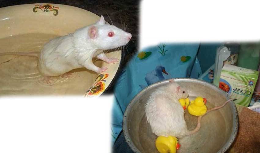 [новое исследование] как купать крысу в домашних условиях: инструкция по купанию декоративных крыс в воде