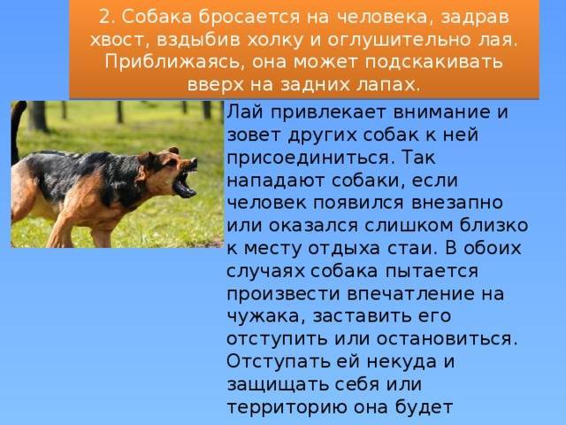 Почему собаки копают ямы, землю, клумбы, грядки, подстилку, пол, в кровати, после родов, как отучить - блог о животных - zoo-pet.ru