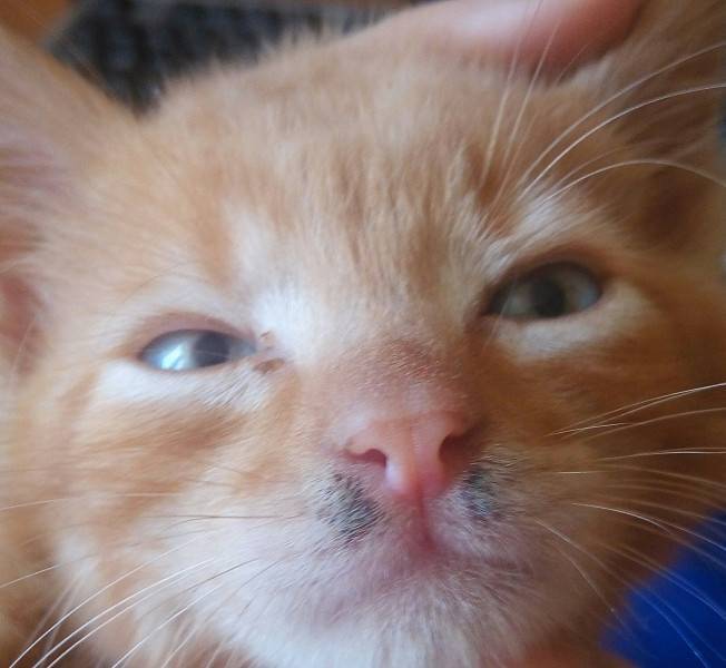 Болячки, язвочки или коросты у кота? причины и возможное лечение