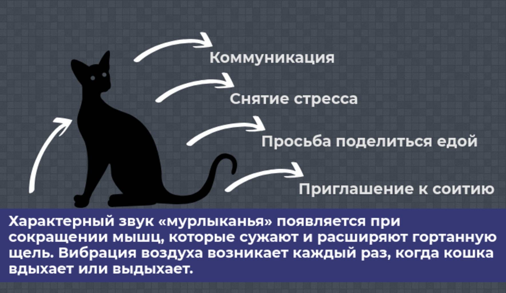 Зачем кошки мнут лапами человека