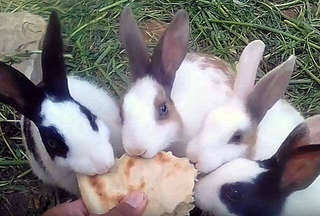 Кормление кроликов хлебом: польза и вред изделий из хлеба, правила и рекомендации по кормлению