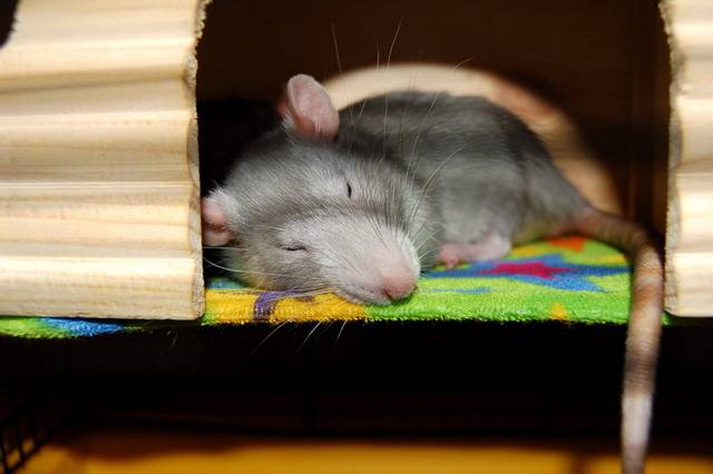 Почему крыса целый день спит: сколько должна отдыхать в сутки, что делать, если декоративная крыса всё время спит