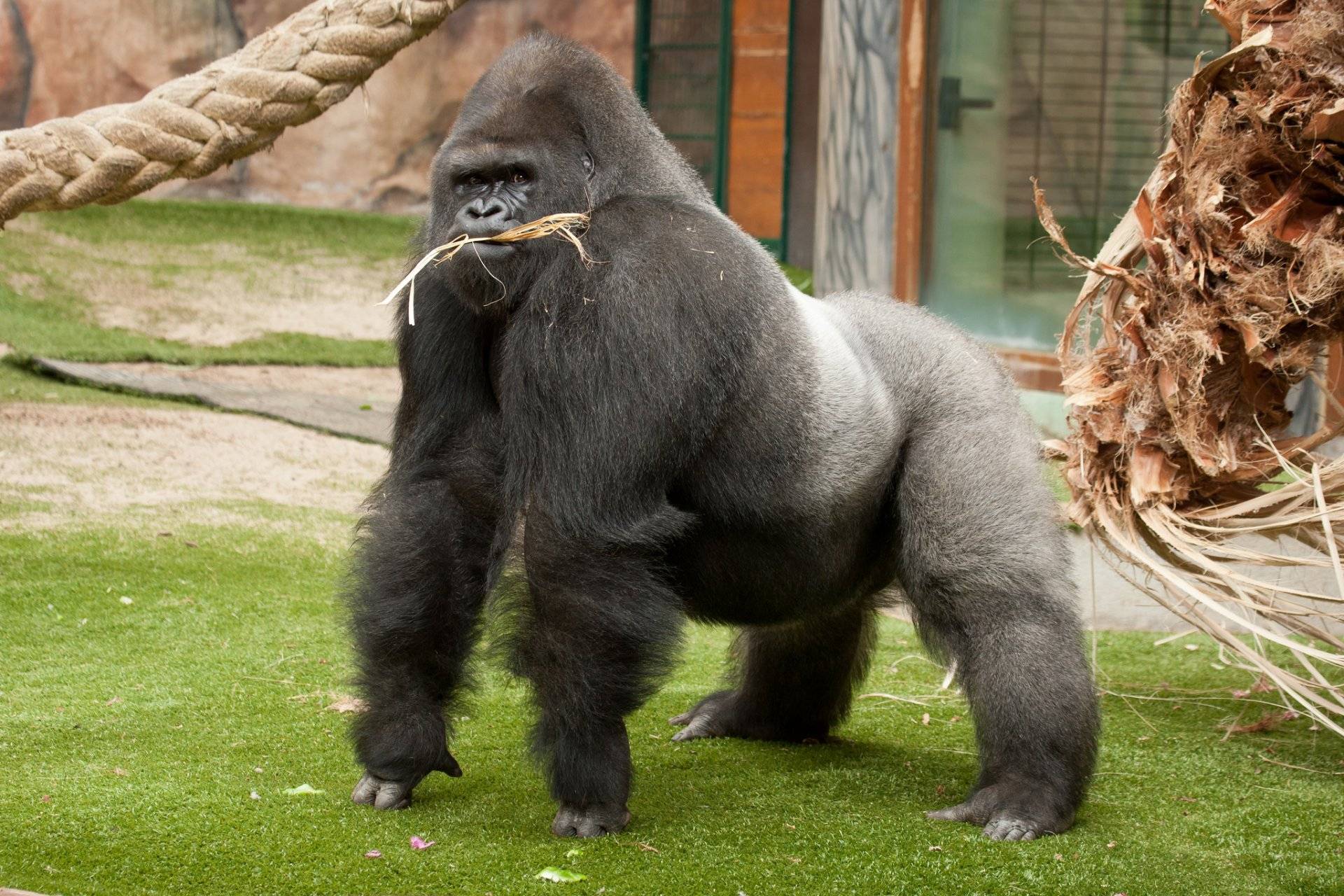 Особенности жизни гориллы: питание, размножение и повадки