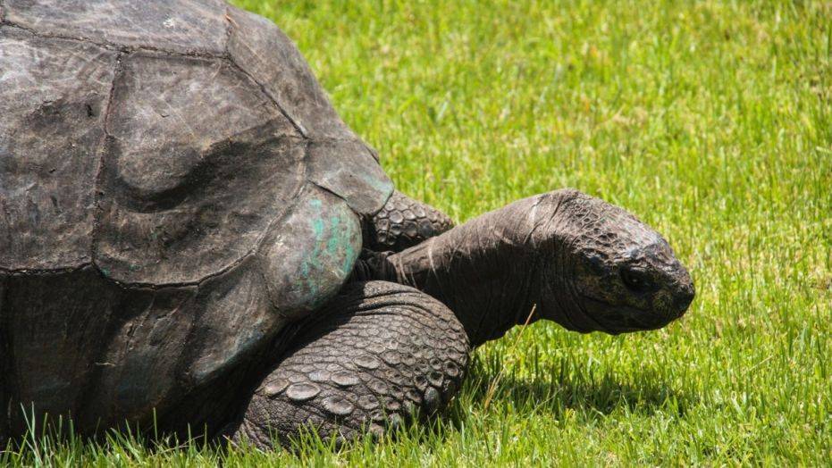 ᐉ интересные факты о черепахах для детей и взрослых - zoopalitra-spb.ru
