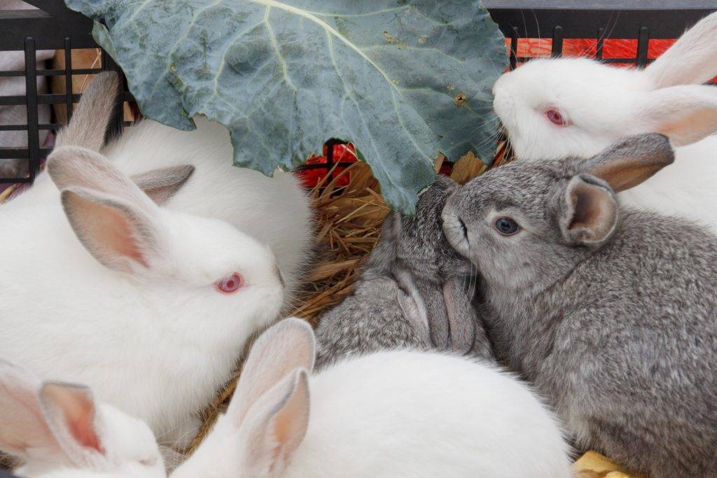 Чем кормить кроликов зимой на улице и в помещении: рацион, режим