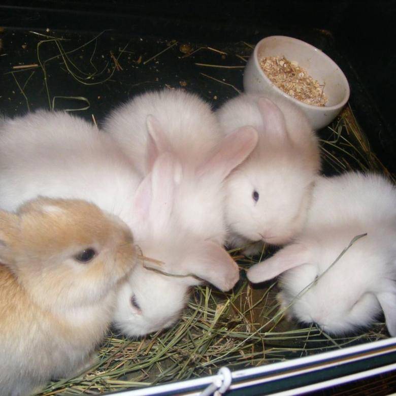Где покупать карликового кролика? | информационный портал о карликовых и декоративных кроликах
