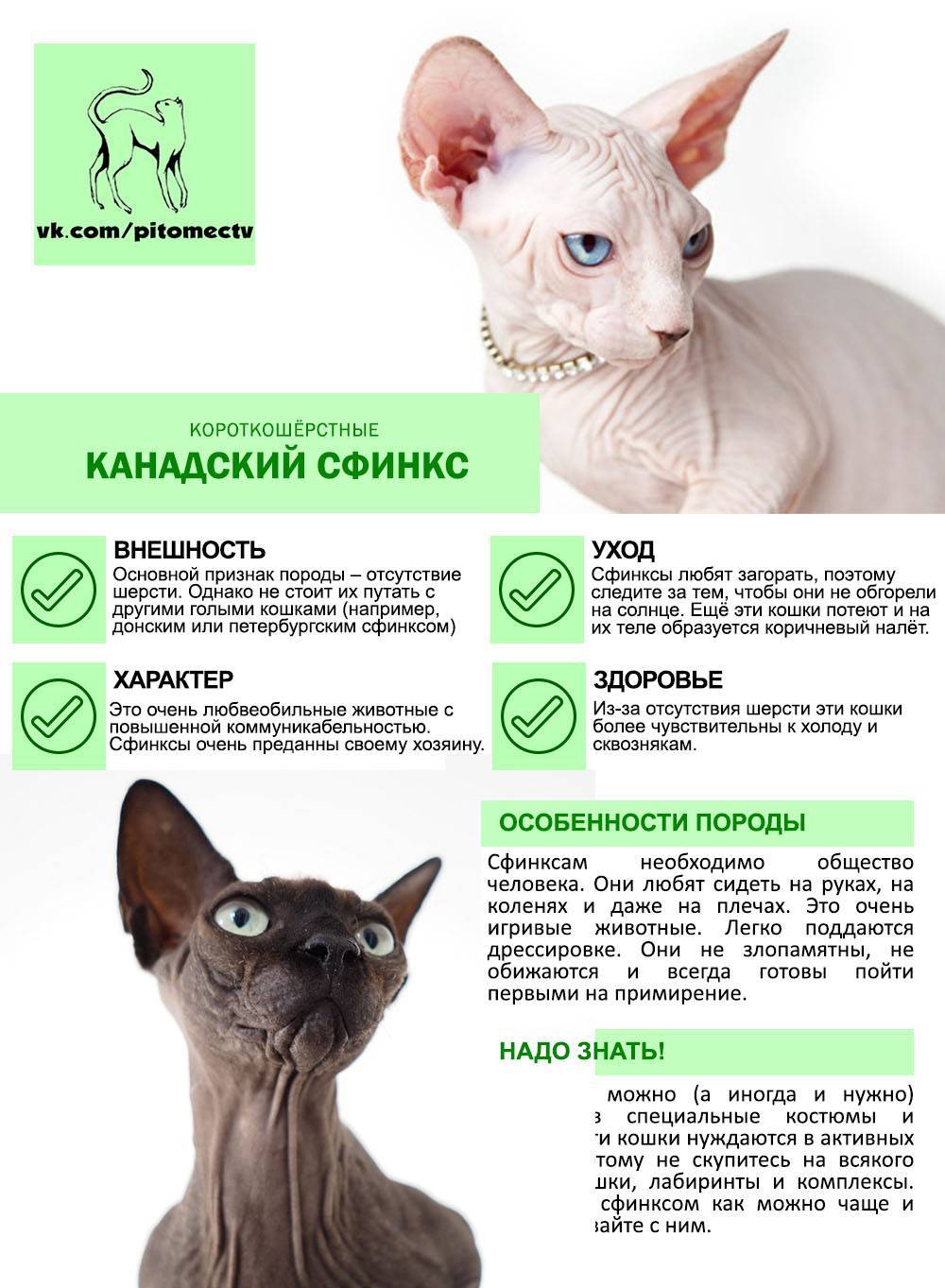 Лысые кошки — канадский и донской сфинкс: описание породы, отличия, окрасы, уход. чем кормить лысых кошек сфинксов, как содержать: рекомендации