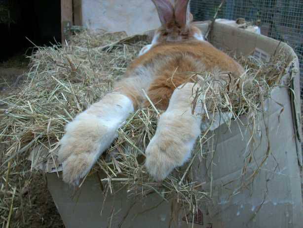 Сенная кормушка для кроликов: какие бывают и как сделать самостоятельно