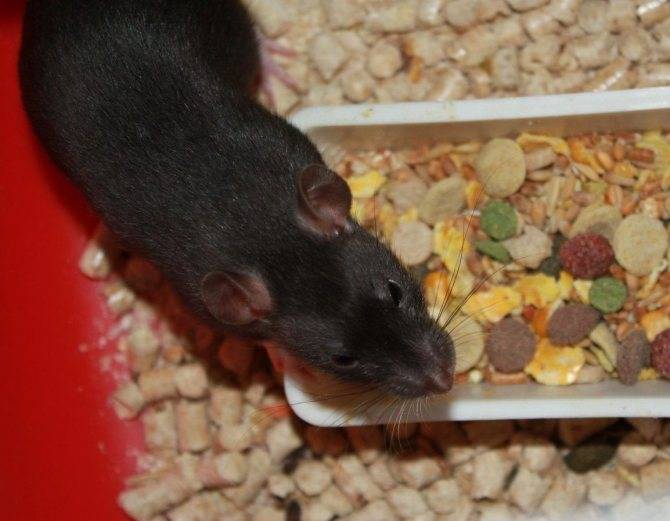 Что едят крысы: в домашних условиях и дикой природе