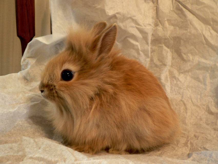 Декоративные кролики: породы зверьков, правила ухода и содержания в домашних условиях