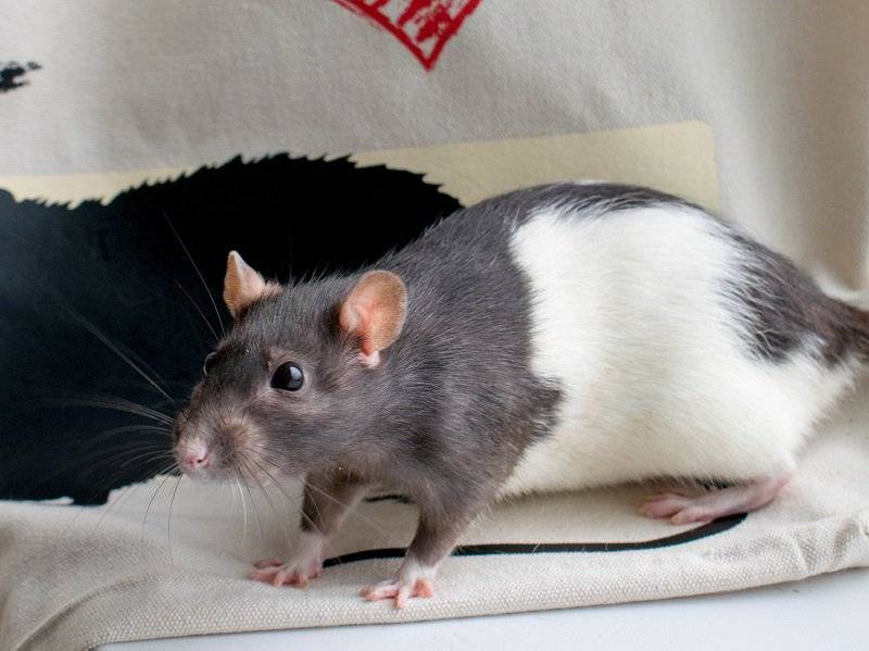 Кудрявые крысы «рексы» - особенности породы - люблю хомяков