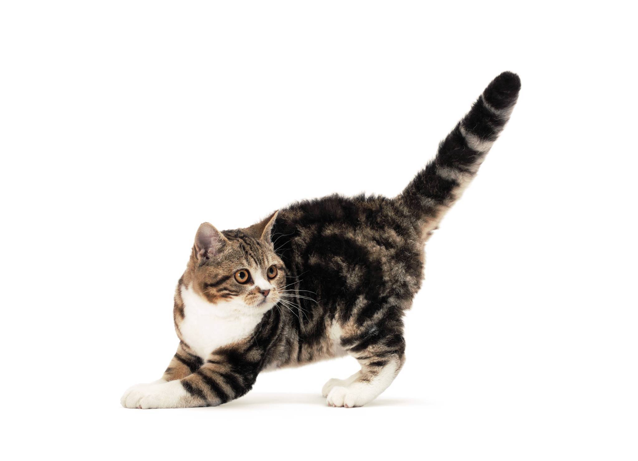 Порода кошки американская жесткошерстная: характеристики, фото, характер, правила ухода и содержания - petstory