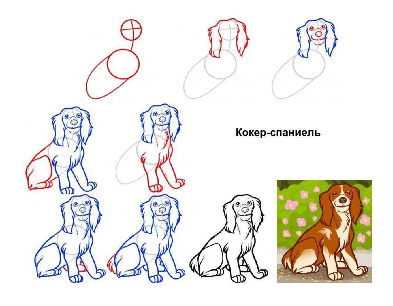 Интересные способы рисования собак популярных пород в разных позах - хвастунишка
 - 13 ноября
 - 43976643126 - медиаплатформа миртесен