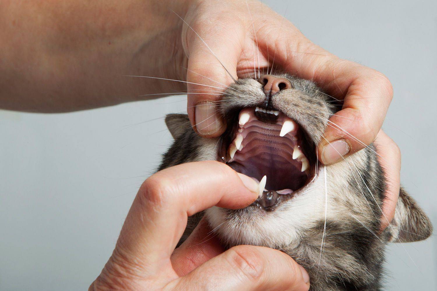 Стоматит у кошек: симптомы язвенного, гангренозного, эозинофильного и инфекционного, методы исследования