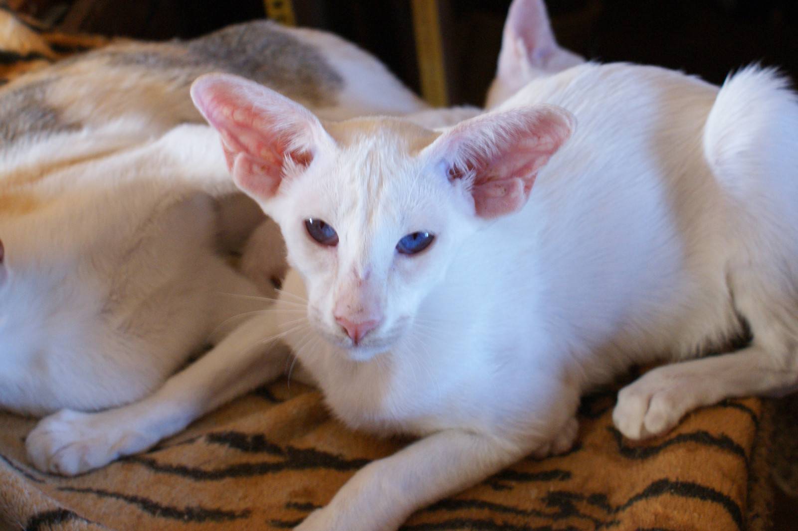 Сейшельская кошка: фото, описание породы, характер, отзывы, уход, видео и цена
