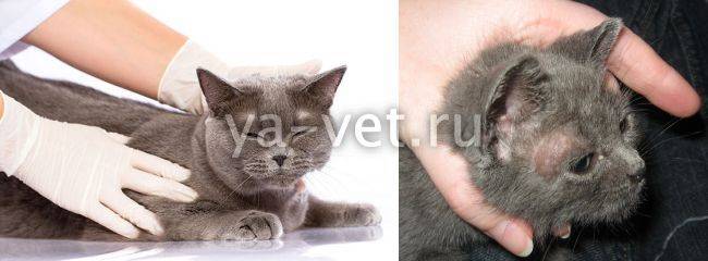 Милиарный дерматит у кошек: лечение, симптомы с фото.