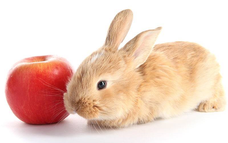 Можно ли давать кроликам яблоки - стоит ли кормить кролика яблоками?