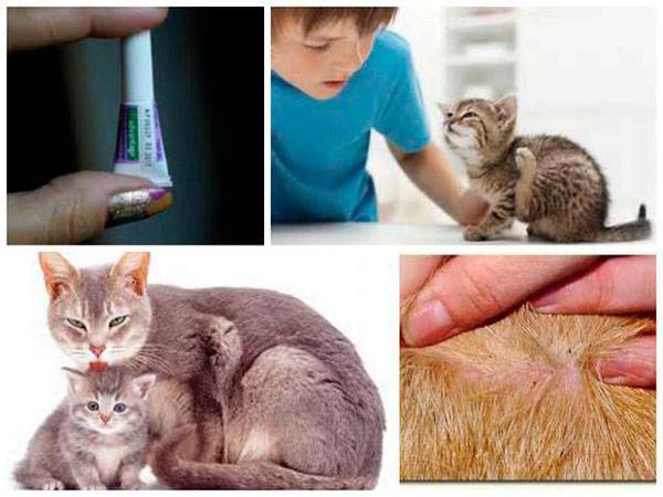 Правила нанесения лечебных капель для кошек для выведения блох у питомца