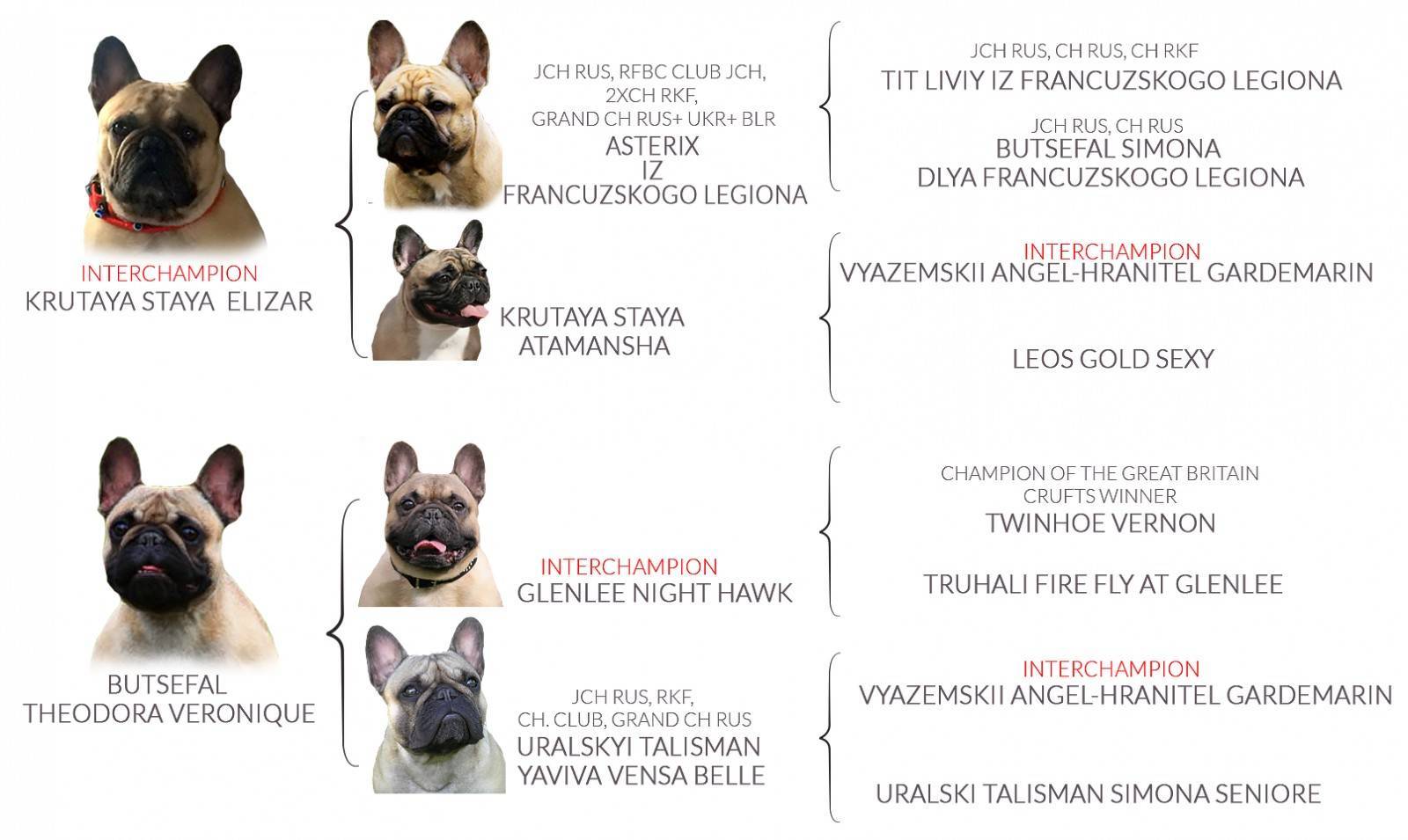 Французский бульдог - порода собак - информация и особенностях | хиллс