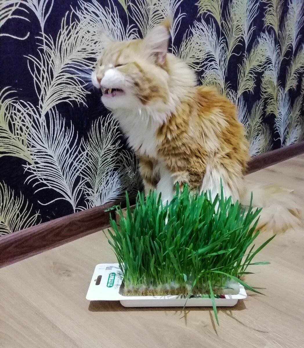 Как вырастить траву для кошки: 2 способа, которые подойдут любому котовладельцу