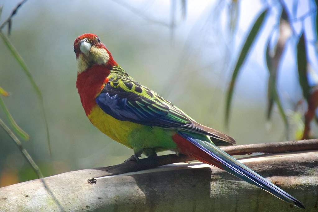 Попугай какарик (новозеландский) — описание, характер, цена, содержание и уход, фото
