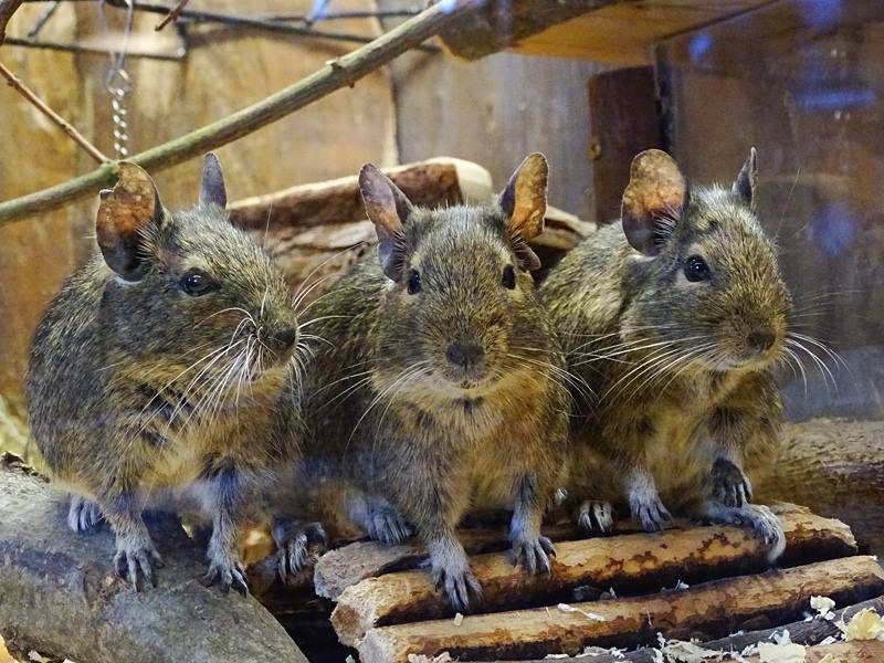 Декоративные крысы: виноград и изюм в рационе