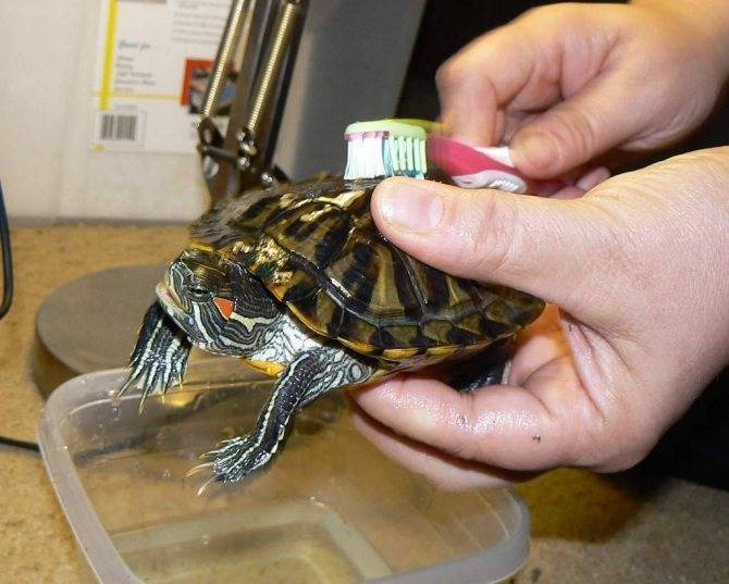 Почему красноухая черепаха пищит, причины