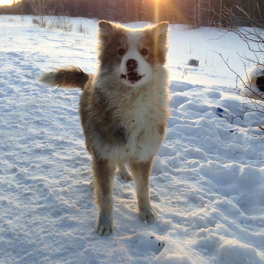 Ненецкая лайка: предназначение собаки, отзывы владельцев | medeponim.ru