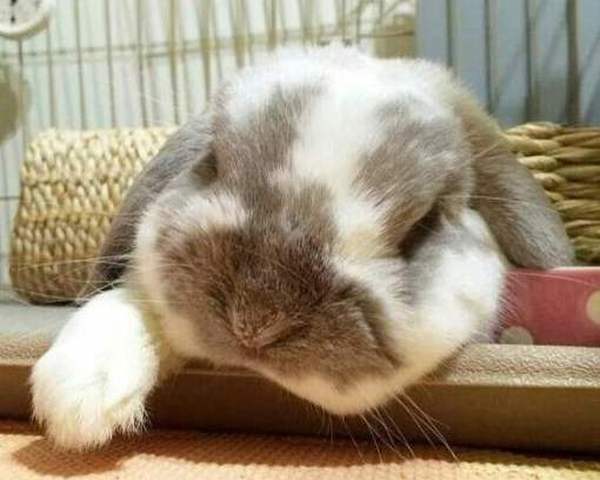 Правда ли, что кролик спит с открытыми глазами?