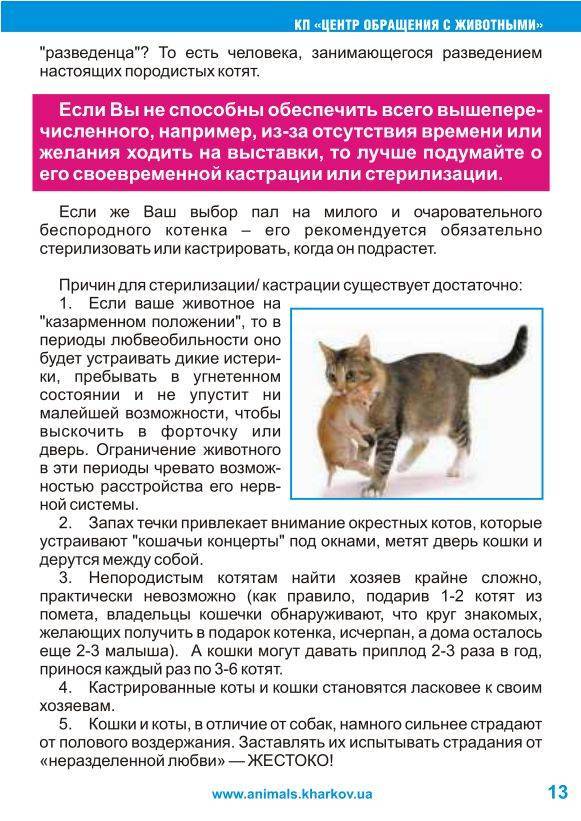 ᐉ корат - описание пород котов - ➡ motildazoo.ru