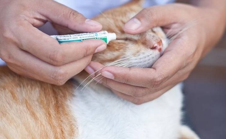 Чем можно обработать рану у кошки?