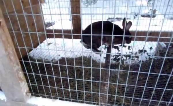 Кролики зимой в теплице: содержание, ветеринария и размножение