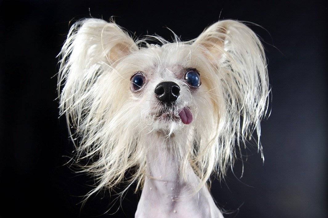 Самые смешные породы собак с фотографиями и описанием: 25 чудесных четвероногих
