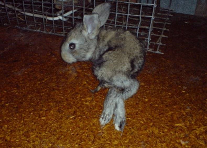 Кролики аллергенные для ребенка