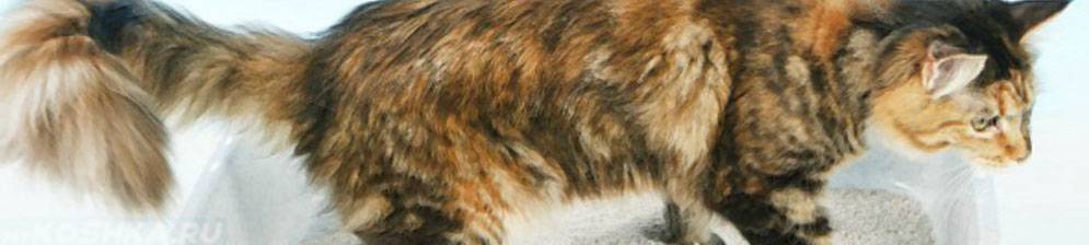 Рвота у кошки - виды, причины, симптомы, помощь, лечение и профилактика рвоты у кошки