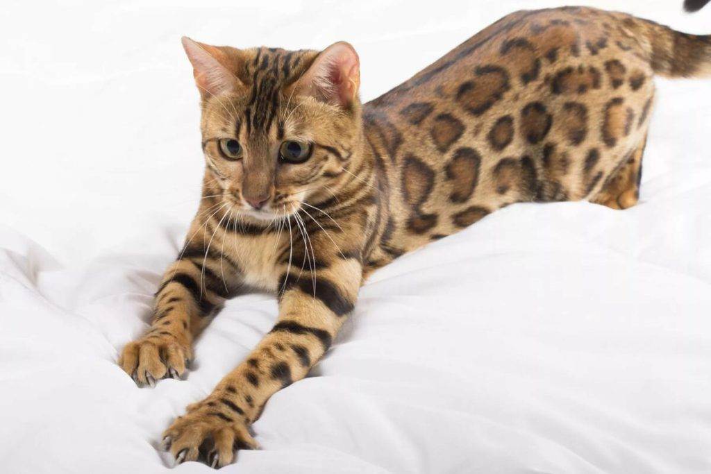 Пятнистые кошки: домашние мини-леопарды