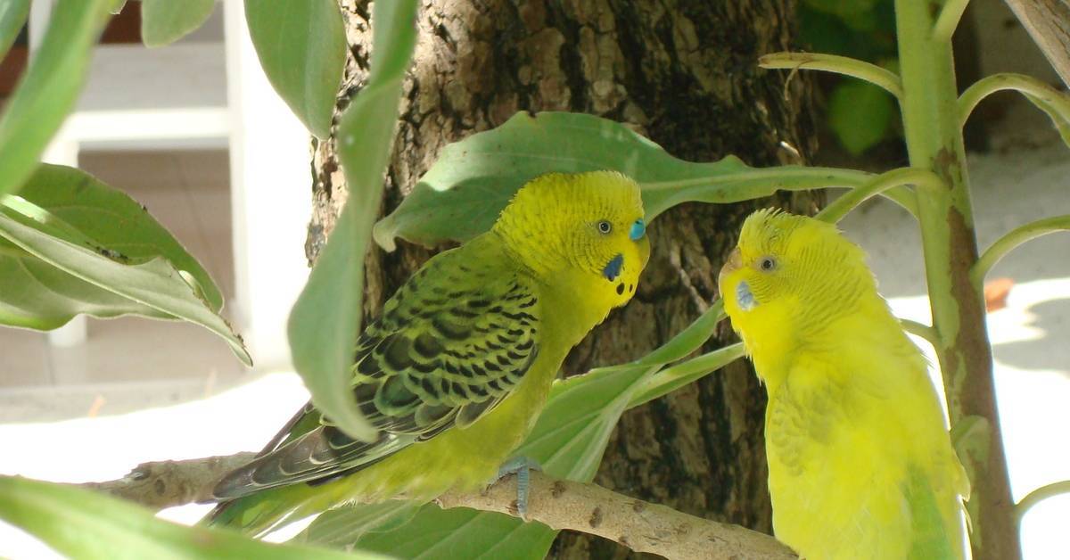 Почему волнистые попугаи — волнистые