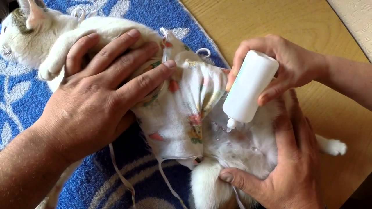 Обработка швов собаки после стерилизации