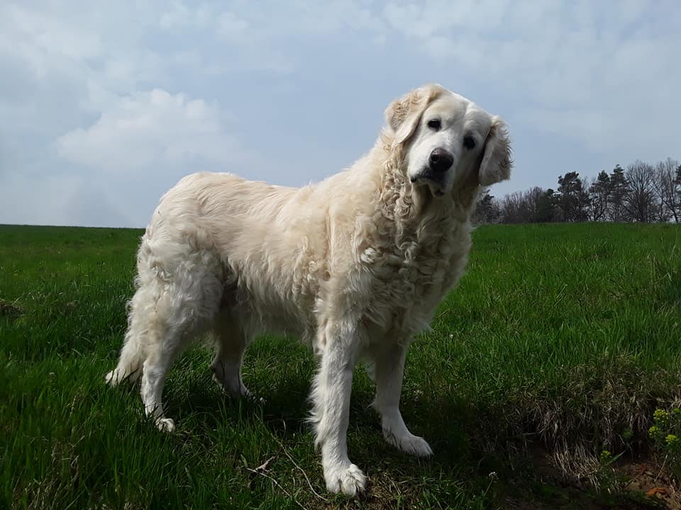 Стандарт породы: словацкий кувач (чешская татранская собака, чешский чувач - группа 1