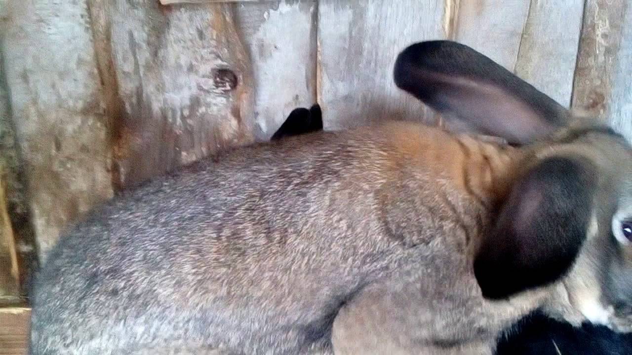 Почему кролики не спариваются: причины и что делать
