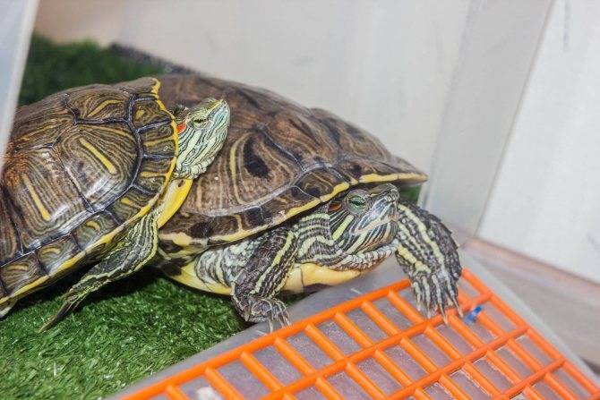 Возраст, рост и продолжительность жизни черепах - все о черепахах и для черепах