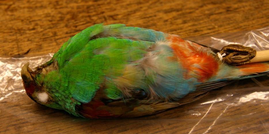 Умер попугай: от чего, что делать, почему умирают волнистые