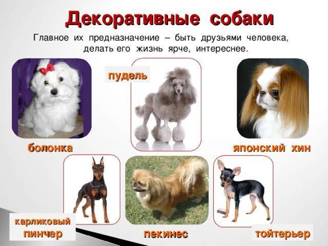 Служебные породы собак: топ-10 с фото и названиями